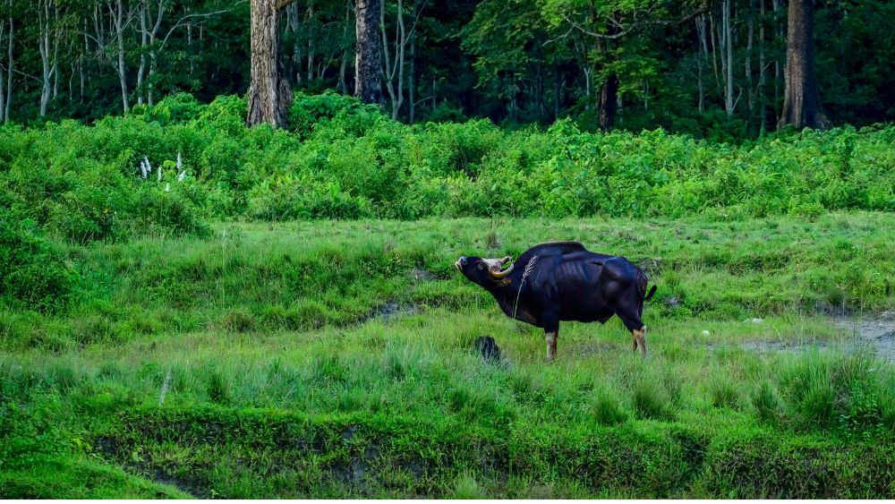 Safari In Gorumara National Park Near Murti - Resort Trimurti